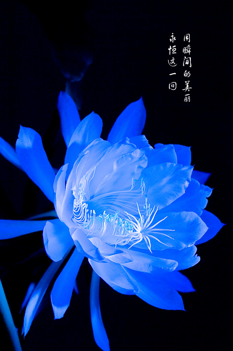 对一朵昙花的静候