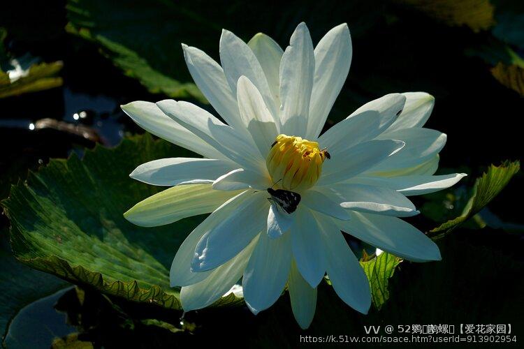 含芳吐蕊白睡莲