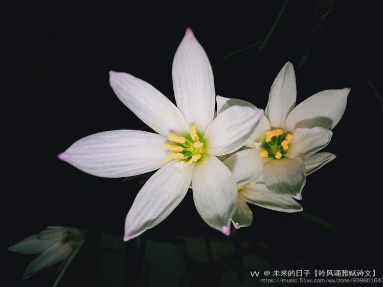 原创首发葱莲绽放沁幽香