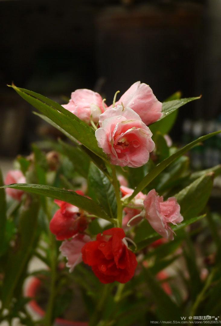 鳳仙花的花語(鳳仙花的花語和寓意)