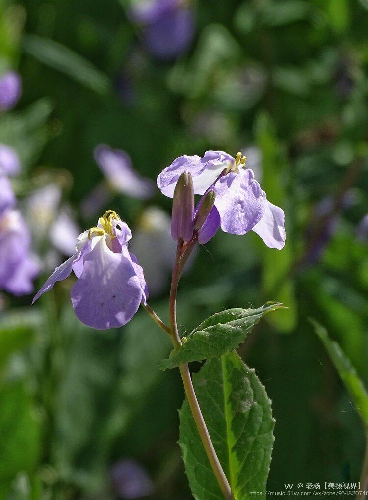 二月兰 中文学名 诸葛菜,是十字花科一年或二年生草本植物,叶柄疏生细