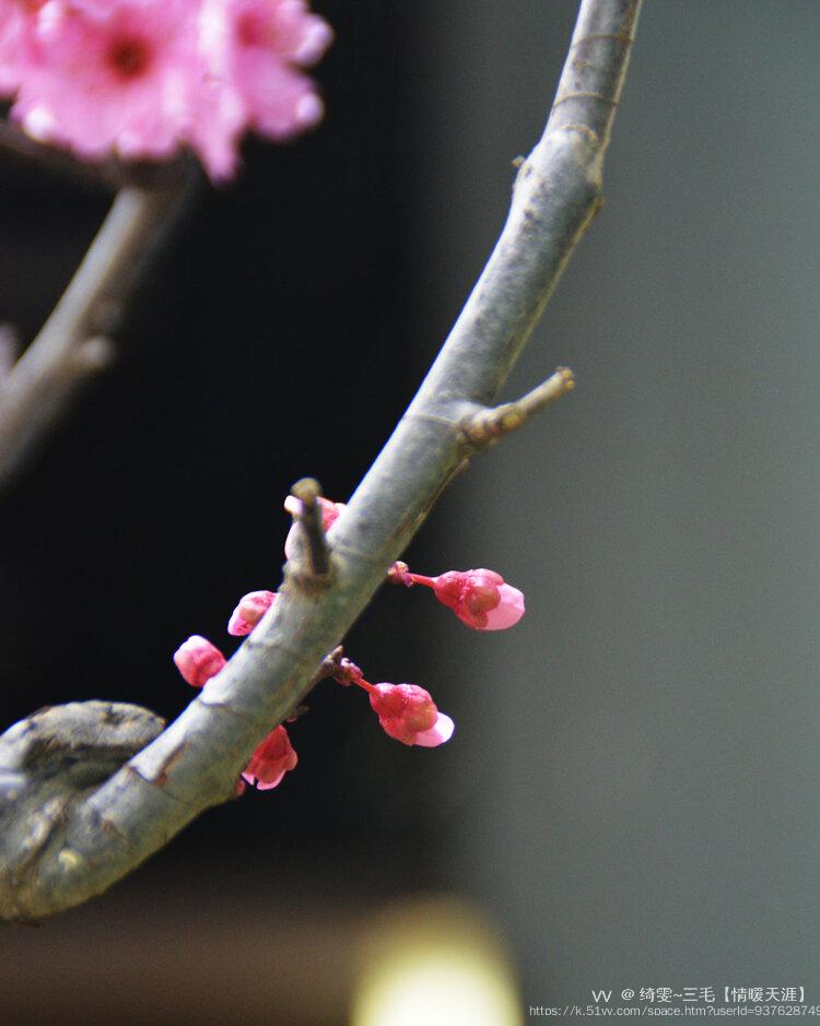 绮雯~三毛【情暖天涯】