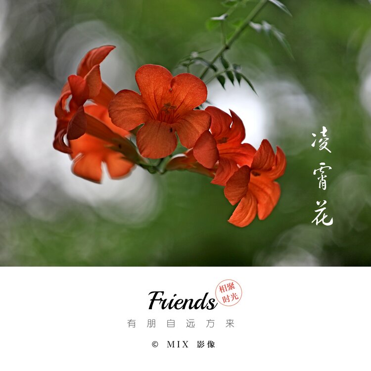 本图文向大家展现一下凌霄花,凌霄花通常让人们用来代表母爱,所以多被