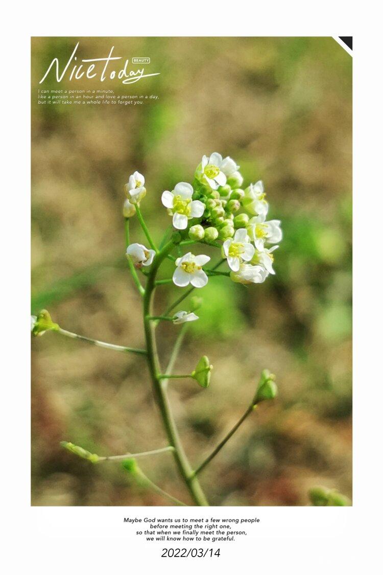 遍地薺菜花開