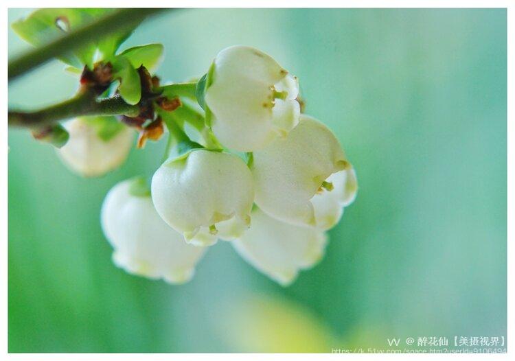 醉花仙【美摄视界】