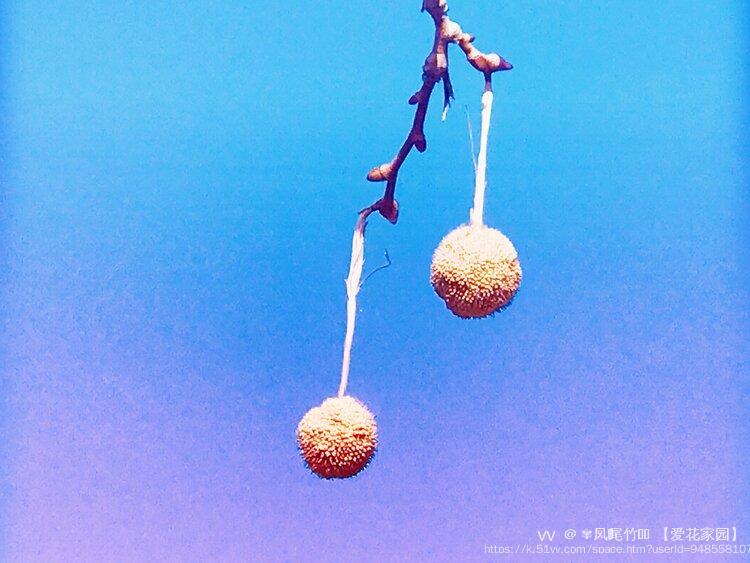 ✾凤ོ尾竹ꦿ࿐ 【爱花家园】