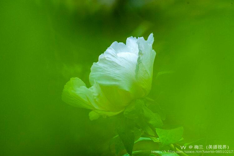 梅兰（美摄视界）