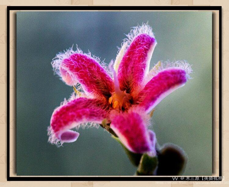 微距摄影61腰骨藤