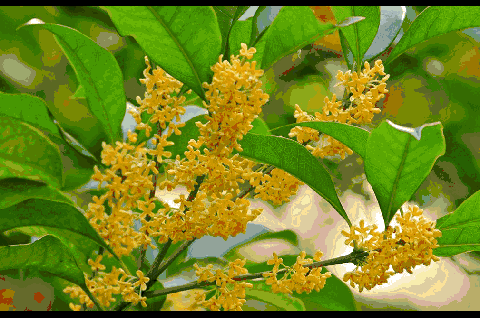 480_318gif 动态图 动图