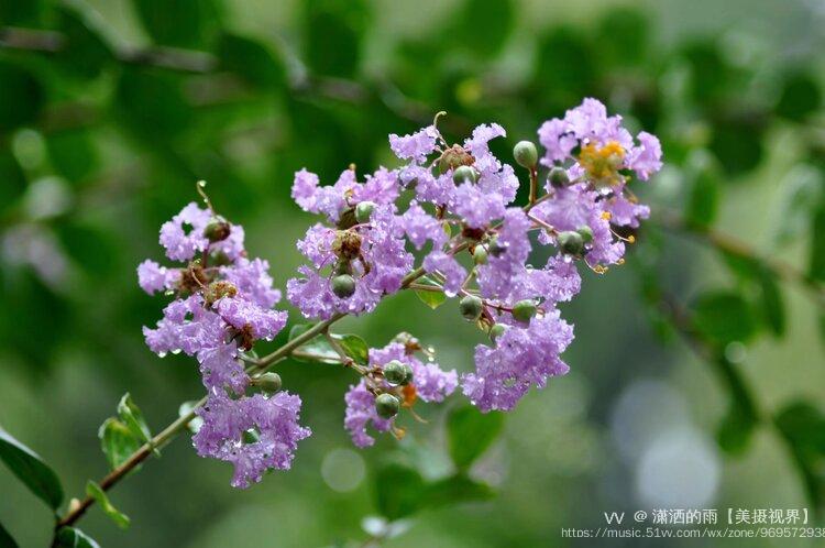 獨佔芳菲當夏景,名目雖同貌不同;紫薇花對紫微翁,【唐】白居易紫薇花