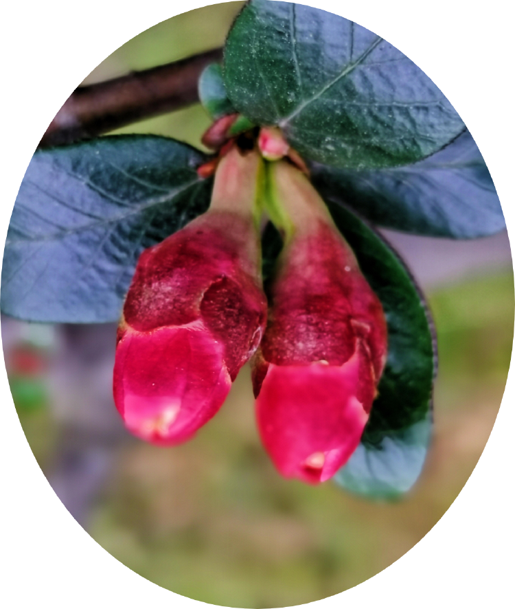 美丽的栀子花开红火火