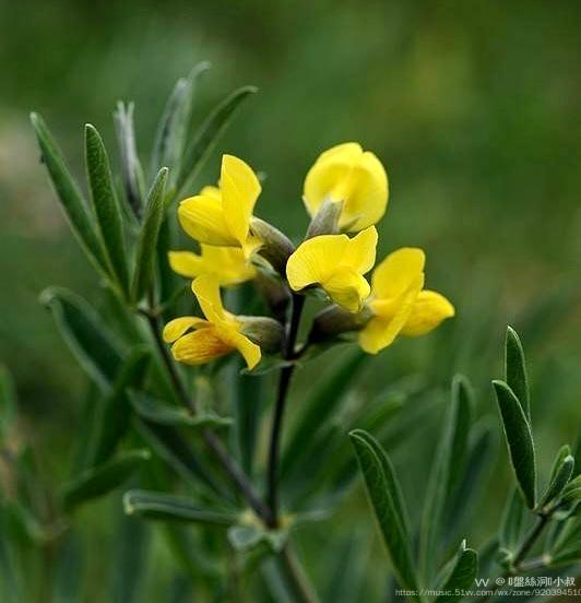 首发花城广州披针叶野决明