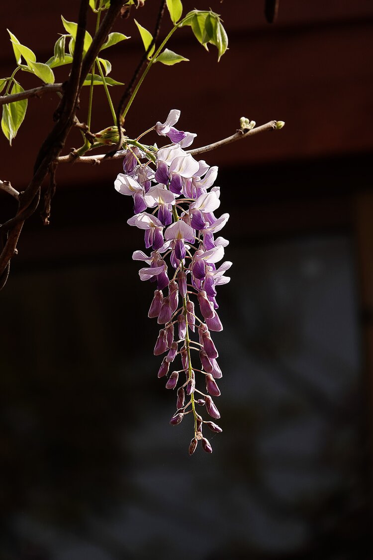 新都桂湖公园的紫藤花图片