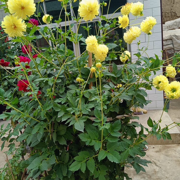 🔥秦人秦风龙游天下