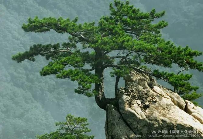 華山松,大別山五針松,紅松,赤松,黑松,黃山松,雲南松,金錢松,樟子松