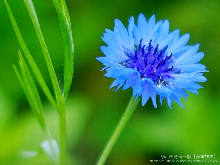 德国国花矢车菊