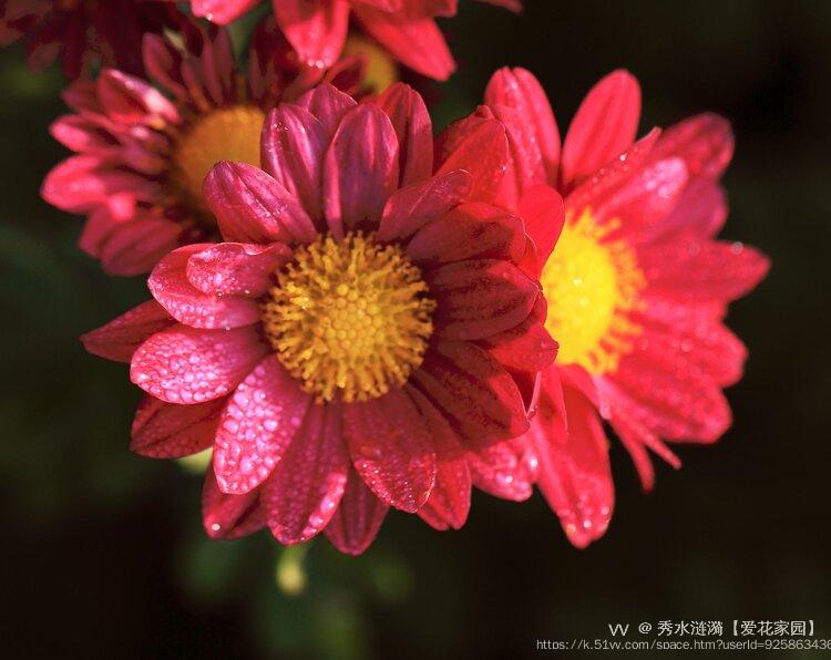 秀水涟漪【爱花家园】