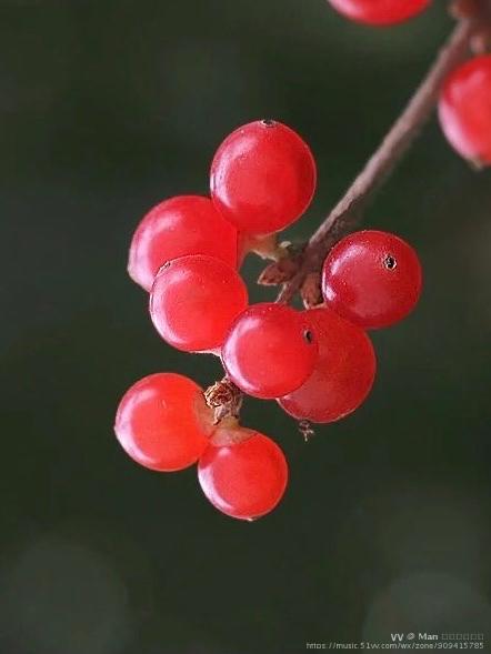 冬天的红果子～不期而至的温暖