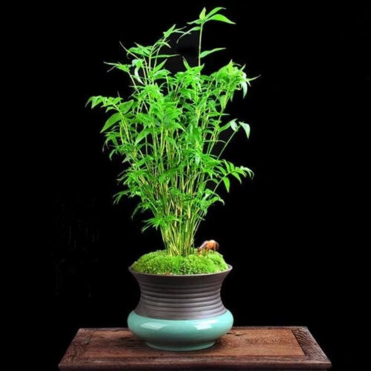 雪儿🎤V娱热点