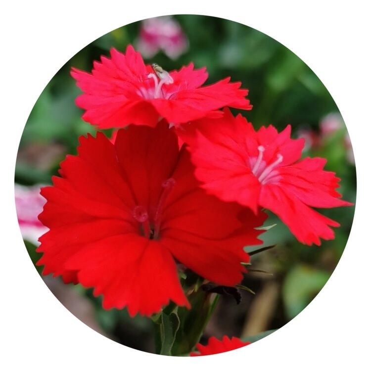 红艳艳的石竹花首发