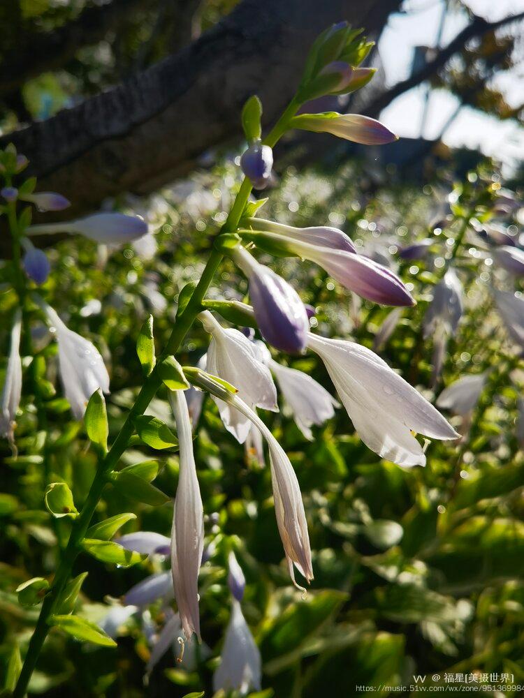 玉簪花喜肥沃,排水性好的砂质土壤,每1~2年需要更换一次盆土.