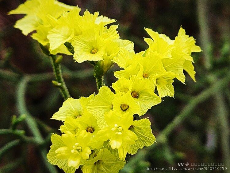 首發黃花補血草