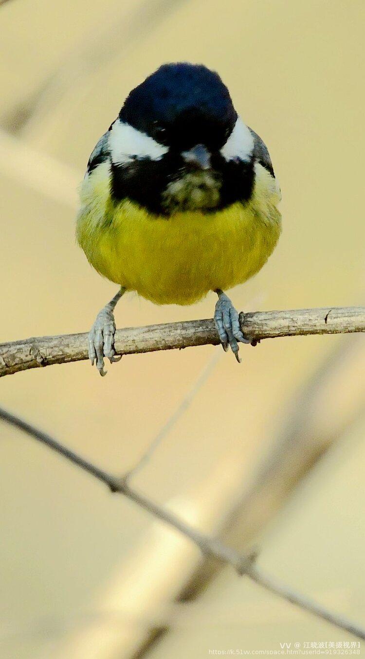 江晓波[美摄视界]