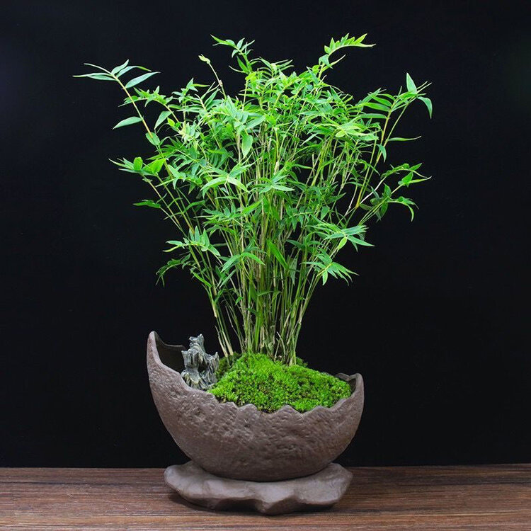 雪儿🎤V娱热点