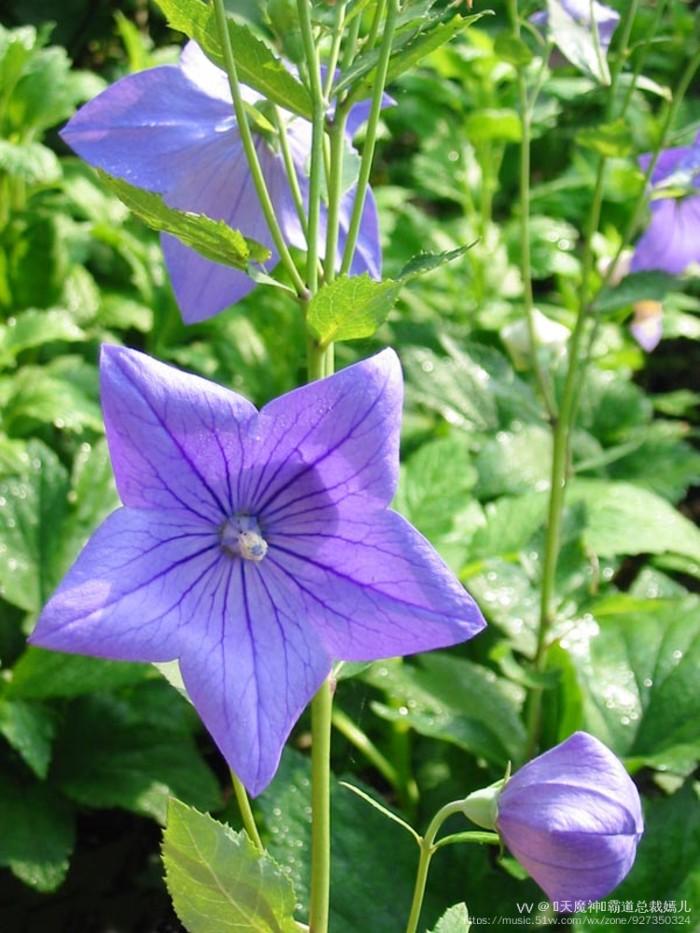桔梗花语