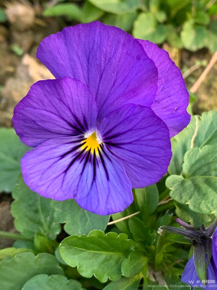 紫蝴蝶花的功效与作用图片