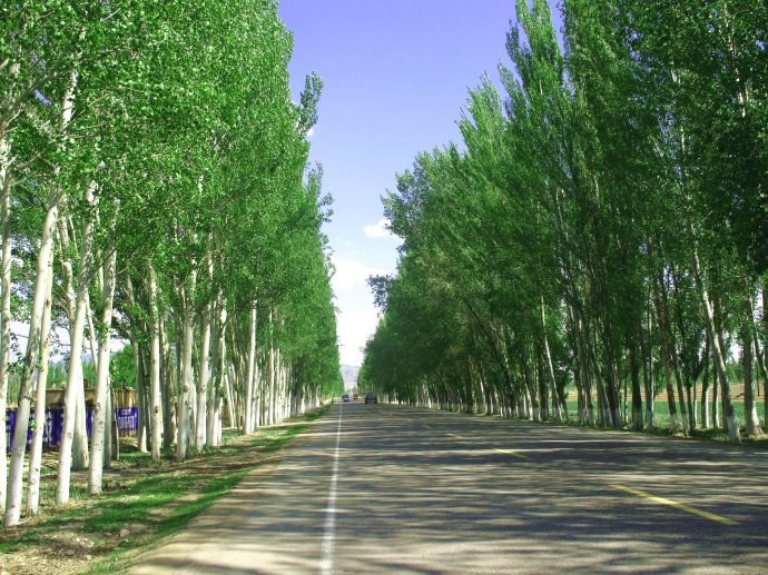 黄土高原白杨树图片图片