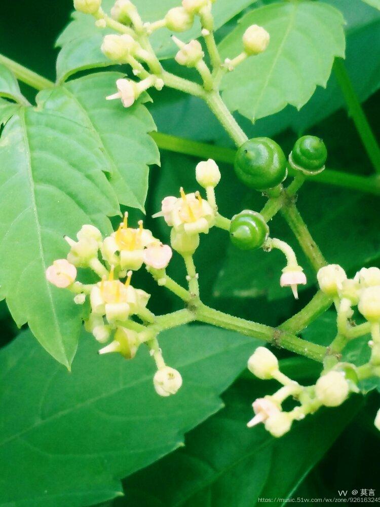 绞股蓝花朵首发