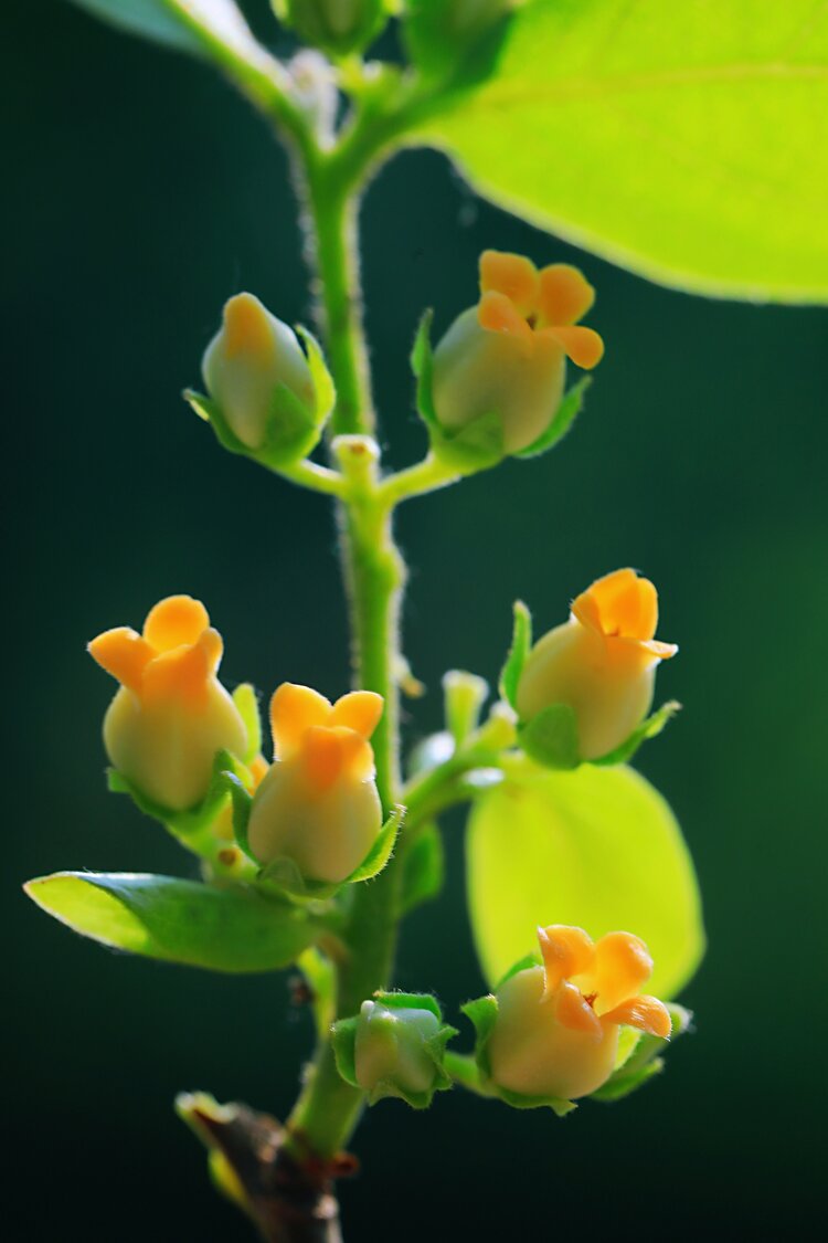 柿子花开