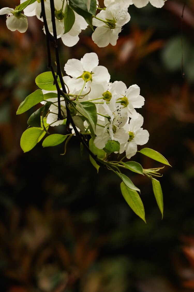 茗道（修一）