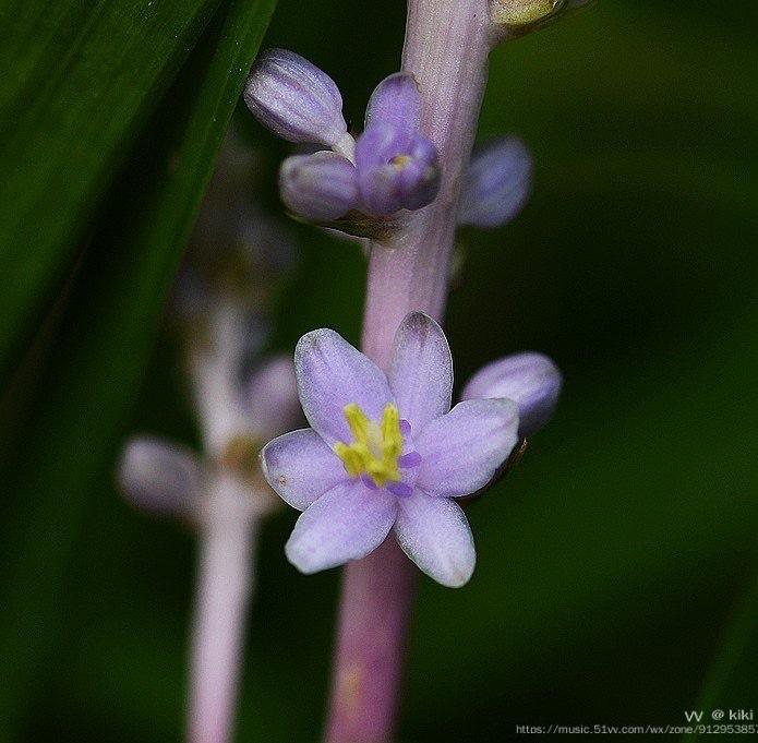 首发花城广州鱼子兰