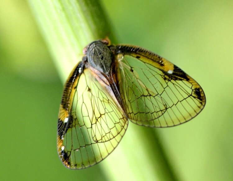 是同翅目蜡蝉科的昆虫.这种昆虫在生长中,体色变化很大.