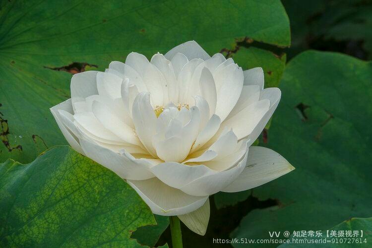 知足常乐【美摄视界】