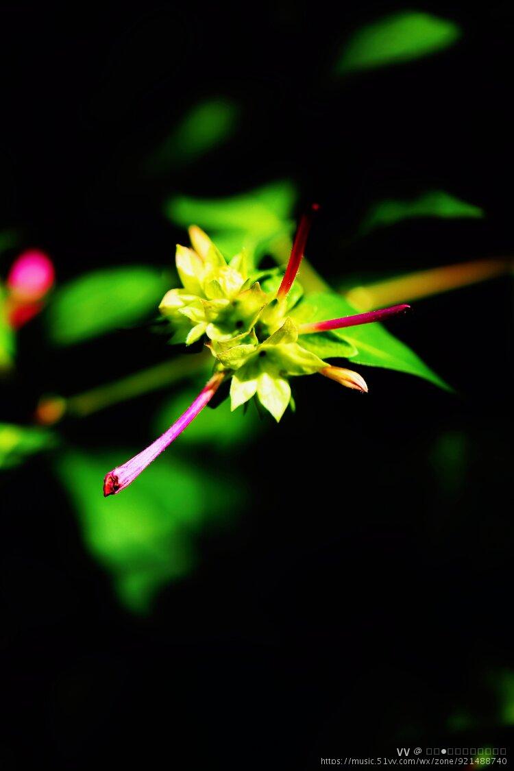 花卉摄影烟粉豆