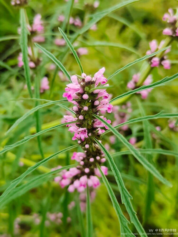 首发野生益母草