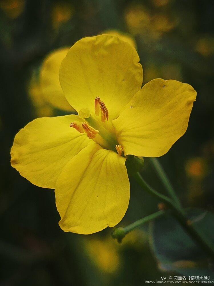 油菜花的四片花瓣整齐的围绕着花蕊,花瓣上有着精致的纹路,有着很高的