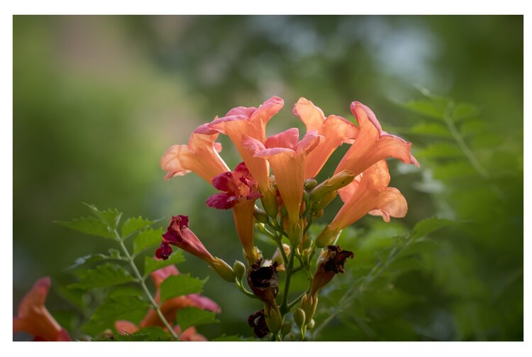 首發凌霄花