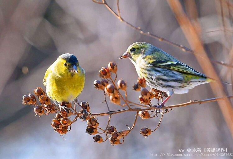 永善【美攝视界】 