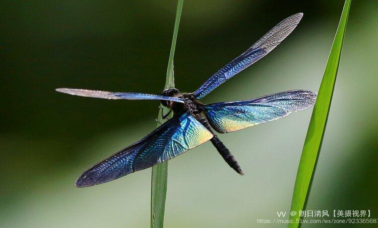蜻蜓是有益于人类的一类重要天敌昆虫.