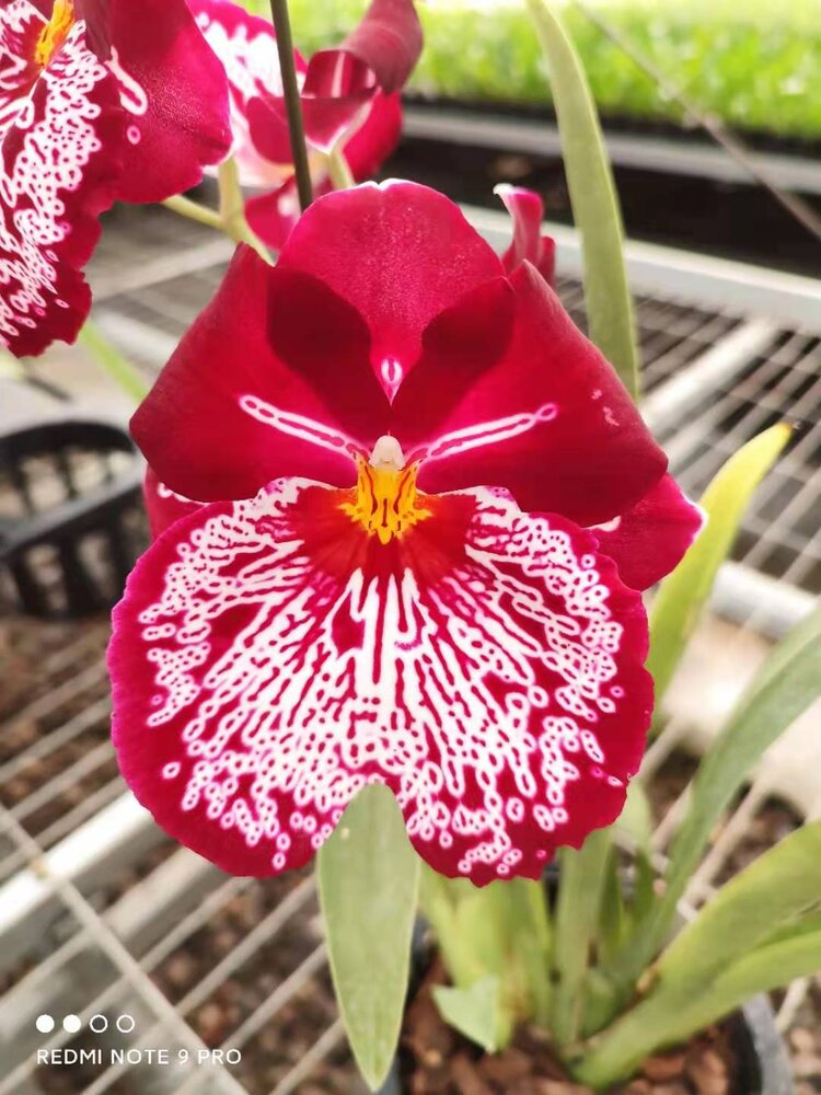 米尔特兰它的花心跟一个个仙女下凡是的