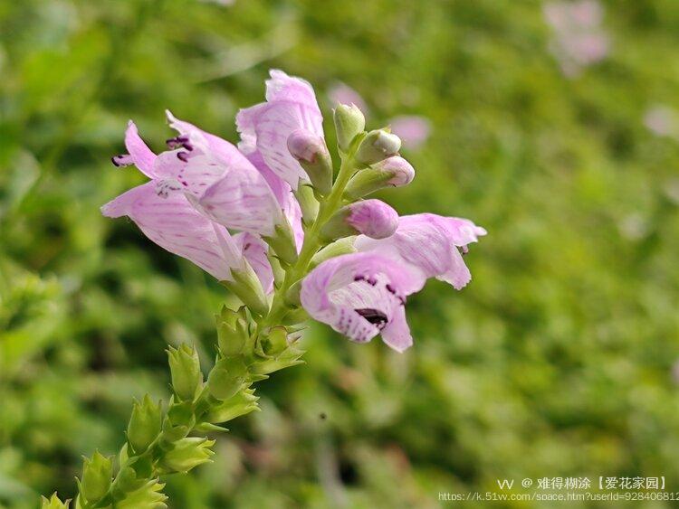 最美粉色芝麻花开图片图片