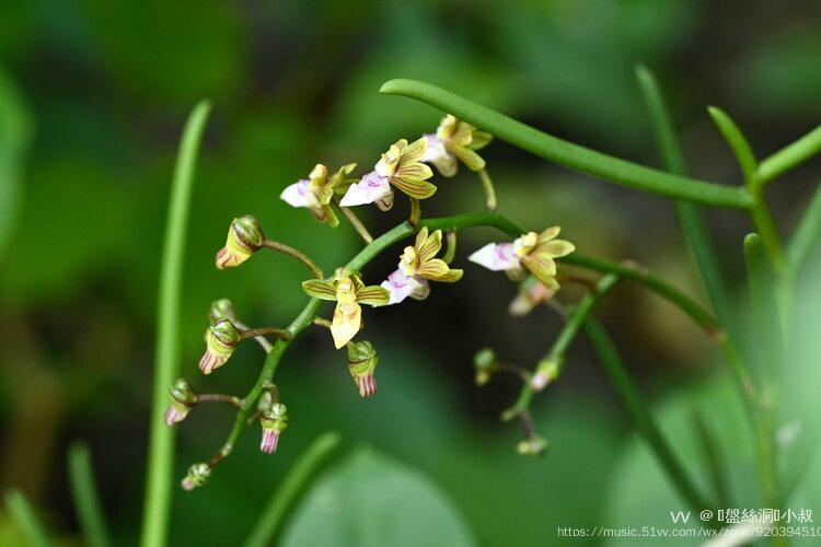 花城广州广东隔距兰