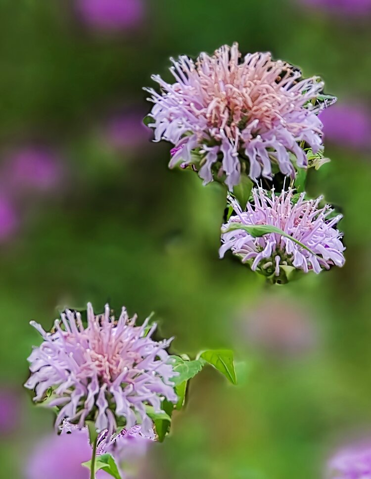 ζ᭄🦋涵钰এ⁵²⁰᭄