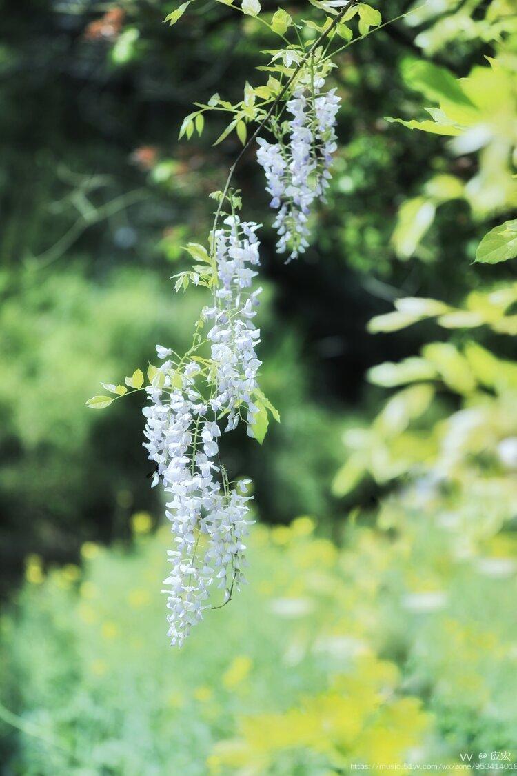 春的花語之紫藤花篇