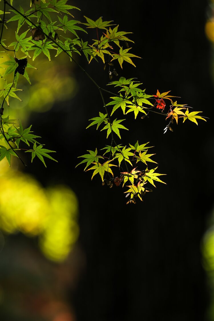 雨后阳光【情暖天涯】