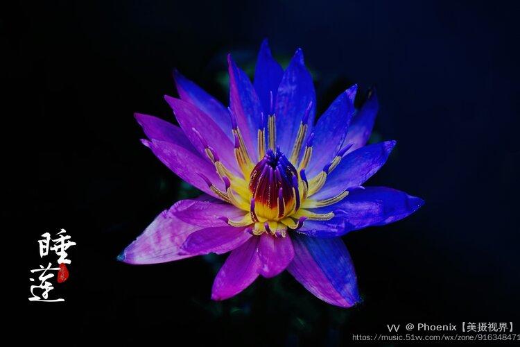 双色睡莲,二乔颜色,花瓣为红色和蓝紫色,各分秋色!